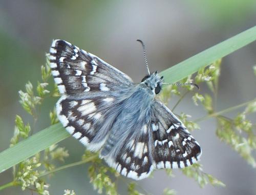 Réf. 222 496 : Pyrgus sp.
